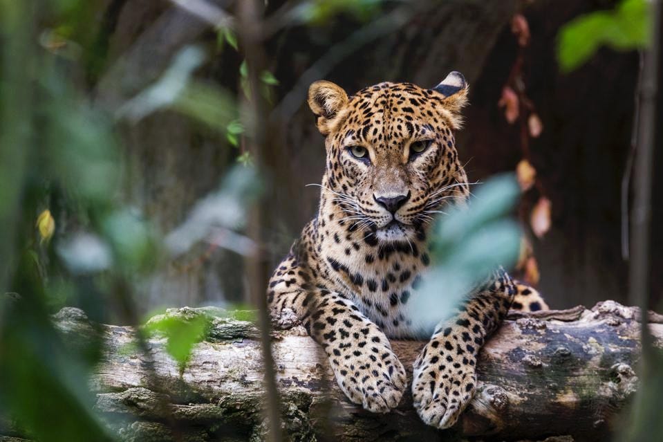 Thrills of Paradise 8 Leopard on a Tree Branch in a Wild Safari at Gleam Pearl Tours