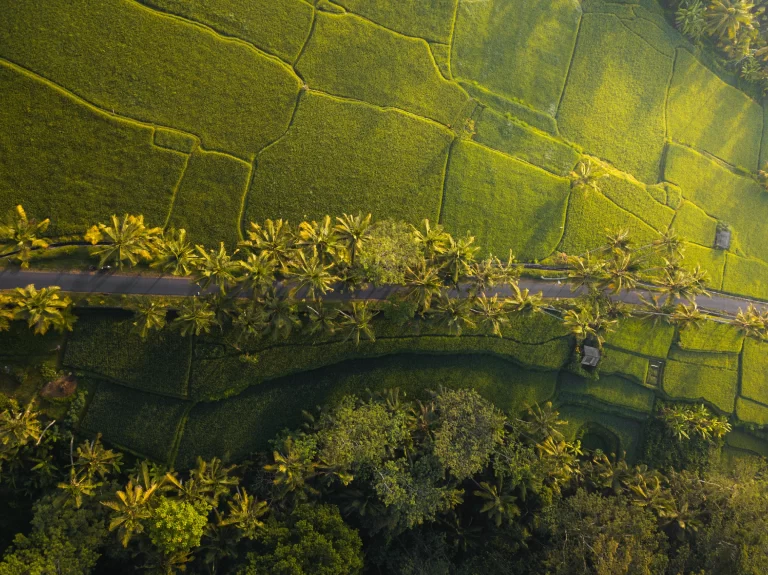 Scenic Bali Rice Paddy Fields Aerial View - Gleeam Pearl Tours