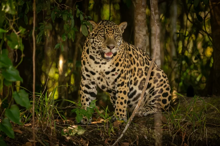 Sri Lanka Leopard in its natural habitat, a rare sighting in the wild