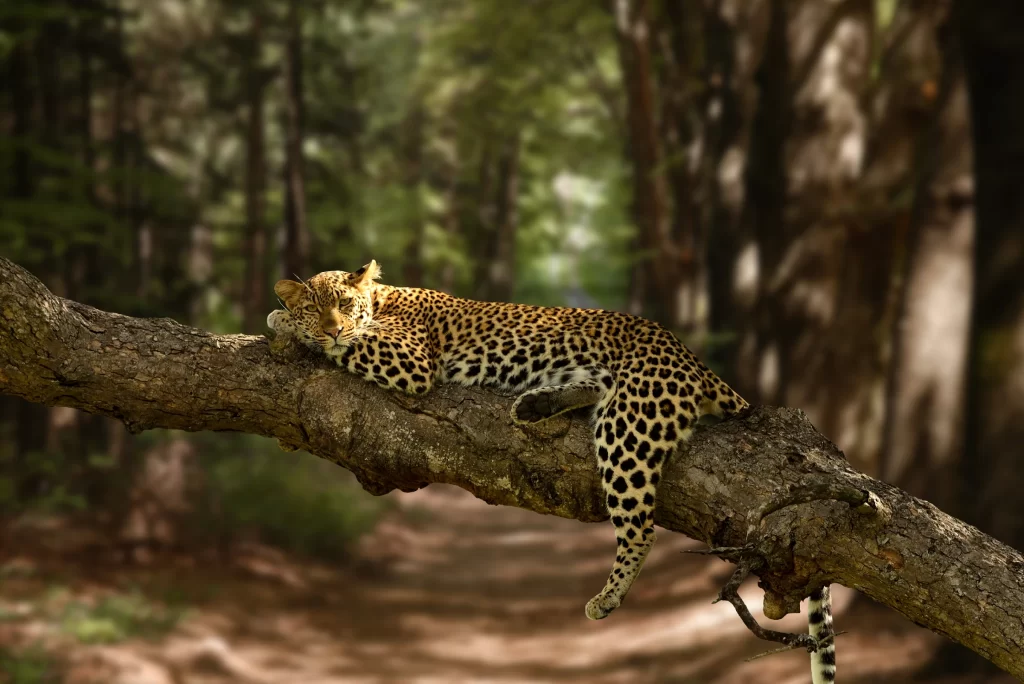 A Sri Lankan leopard relaxing in its natural habitat, showcasing the beauty of wildlife tours in Sri Lanka.