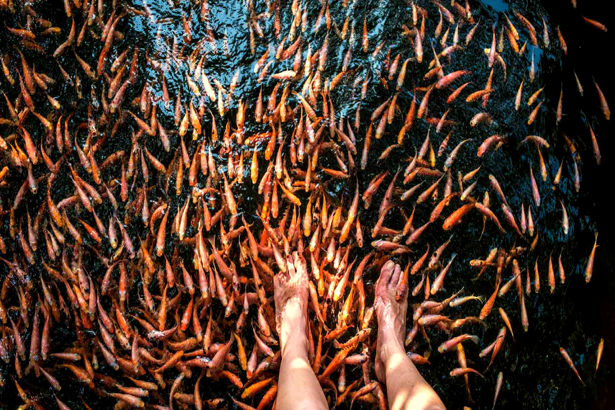 Thrills of Paradise 2 Relaxing Fish Therapy at Gleeam Pearl Tours: A person enjoys a soothing fish spa experience, surrounded by vibrant fish nibbling at their feet.