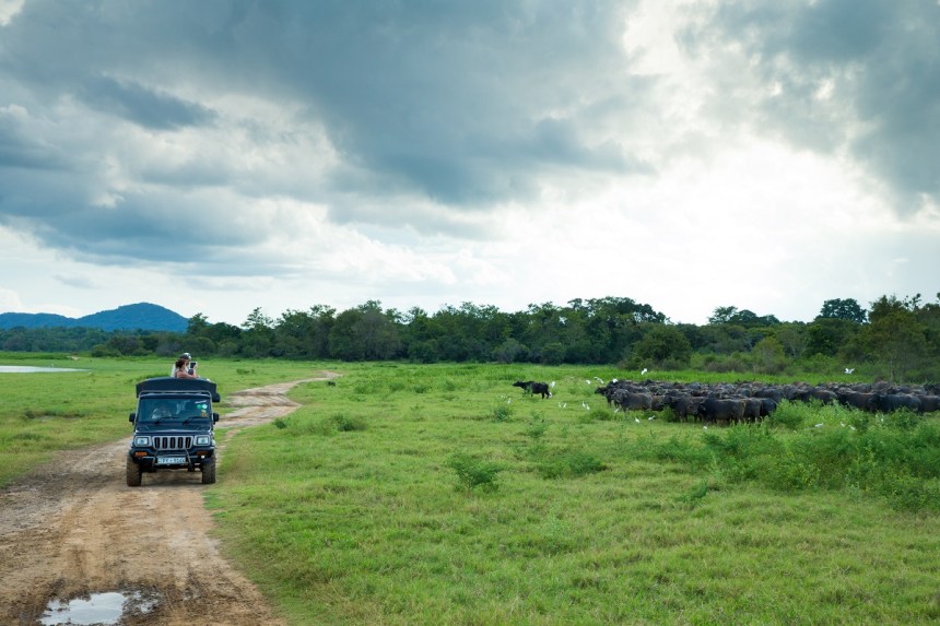 Sri Lanka Safari Tour - Encounter Wild Water Buffalo
