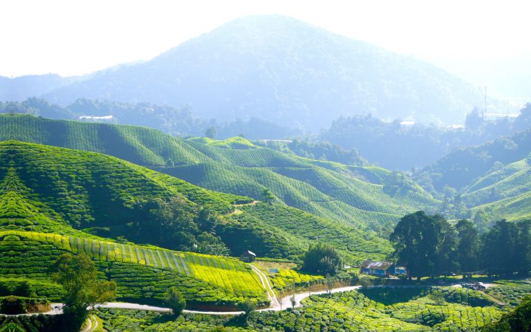 Scenic Sri Lanka Tea Plantation Landscape
