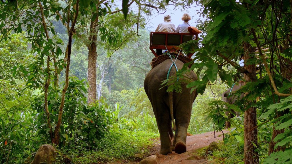 A group of tourists enjoying an elephant ride through lush green jungle in Sri Lanka