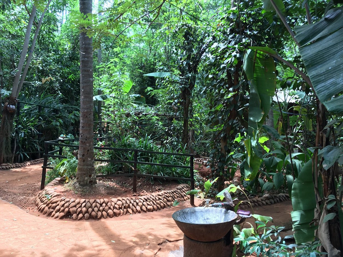 Thrills of Paradise 13 A serene pathway through a lush spice and herbal garden in Sri Lanka, featuring a traditional stone basin for water, surrounded by vibrant greenery and palm trees.