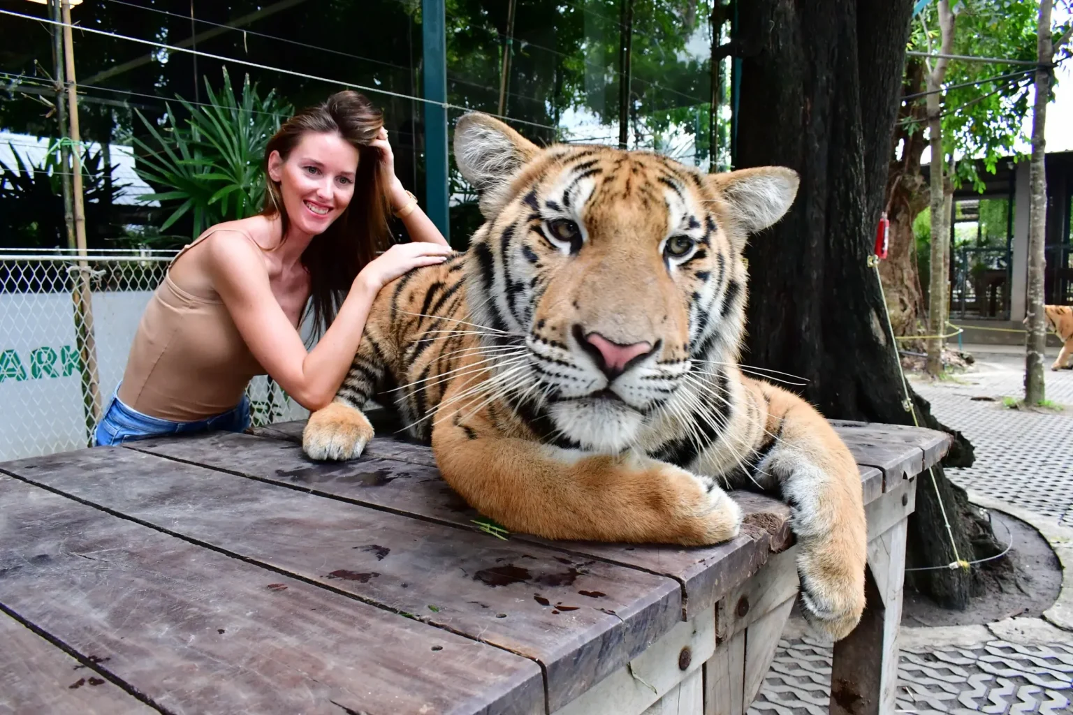 Bangkok Getaway Package 02 1 pattaya tiger park 4 1536x1024 1